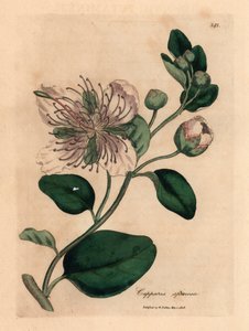 Valkokukkainen kaprispensas, Capparis spinosa, William Woodvillen James Sowerbyn kasvitieteellisestä kuvituksesta ja Sir William Jackson Hookerin "Medical Botany" 1832 (käsinvärinen kuparikaiverrus) tekijältä James (after) Sowerby