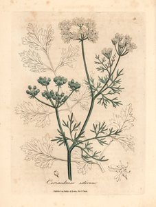 Valkoinen kukkakorianteri, Coriandrum sativum, William Woodvillen James Sowerbyn kasvitieteellisestä kuvituksesta ja Sir William Jackson Hookerin "Medical Botany" 1832 (käsinvärinen kuparikaiverrus) tekijältä James (after) Sowerby