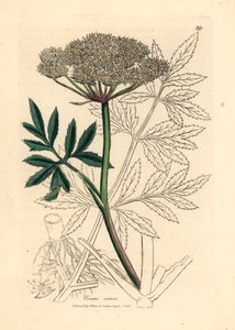 Valkokukkainen vesihemlock, Cicuta virosa, James Sowerbyn kasvitieteellisestä kuvituksesta William Woodvillestä ja Sir William Jackson Hookerin "Medical Botany" 1832 (käsinvärinen kuparikaiverrus) tekijältä James (after) Sowerby