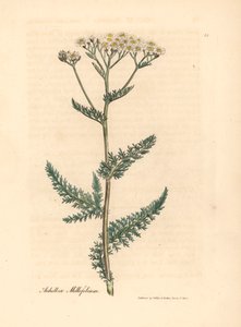 Valkokukkainen siankärsämö tai maitolehti, Achillea millefolium, William Woodvillen James Sowerbyn kasvitieteellisestä kuvituksesta ja Sir William Jackson Hookerin "Medical Botany" 1832 (käsinvärinen kuparikaiverrus)