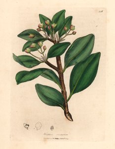 Talven kuoripuu, Wintera aromatica, Drimys winteri, William Woodvillen James Sowerbyn kasvitieteellisestä kuvituksesta ja Sir William Jackson Hookerin "Medical Botany" 1832 (käsinvärinen kuparikaiverrus)