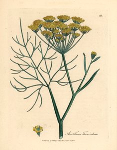 Keltakukkainen fenkoli, Anethum foeniculum, William Woodvillen James Sowerbyn kasvitieteellisestä kuvituksesta ja Sir William Jackson Hookerin "Medical Botany" 1832 (käsinvärinen kuparikaiverrus) tekijältä James (after) Sowerby