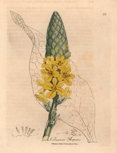 Keltakukkainen suurileveälehtinen mullein, Verbascum thapsus, James Sowerbyn kasvitieteellisestä kuvituksesta William Woodvillestä ja Sir William Jackson Hookerin "Medical Botany" 1832 (käsinvärinen kuparikaiverrus) tekijältä James (after) Sowerby