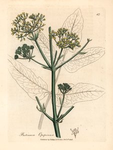 Keltakukkainen opopanax tai karkea parsneksi, Pastinaca opopanax, James Sowerbyn kasvitieteellisestä kuvituksesta William Woodvillestä ja Sir William Jackson Hookerin "Medical Botany" 1832 (käsinvärinen kuparikaiverrus) tekijältä James (after) Sowerby