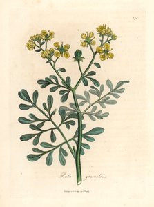 Keltakukkainen rue, Ruta graveolens, William Woodvillen James Sowerbyn kasvitieteellisestä kuvituksesta ja Sir William Jackson Hookerin "Medical Botany" 1832 (käsinvärinen kuparikaiverrus) tekijältä James (after) Sowerby