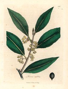 Keltakukkaiset makeat laakerinlehdet, Laurus nobilis, James Sowerbyn kasvitieteellisestä kuvituksesta William Woodvillestä ja Sir William Jackson Hookerin "Medical Botany" 1832 (käsinvärinen kuparikaiverrus) tekijältä James (after) Sowerby