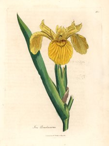 Keltainen vesilippu, Iris pseudocorus, James Sowerbyn kasvitieteellisestä kuvituksesta William Woodvillesta ja Sir William Jackson Hookerin "Medical Botany" 1832 (käsinvärinen kuparikaiverrus) tekijältä James (after) Sowerby