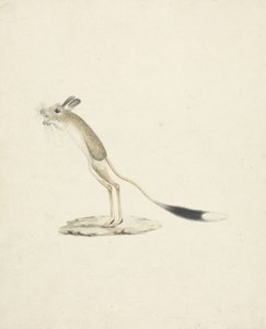 Jerboa nro 4 (wc grafiitin päällä paperilla) tekijältä James 1730 94 Bruce