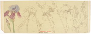 Kasvitieteellinen tutkimus, 1900-30 (wc paperilla) tekijältä James Atherton