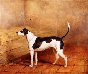 Koira 