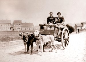 Koirat vetävät naisia kärryissä, Antwerpen, 1898.
