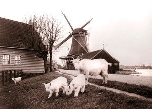Goats, Laandam, Alankomaat, 1898. tekijältä James Batkin
