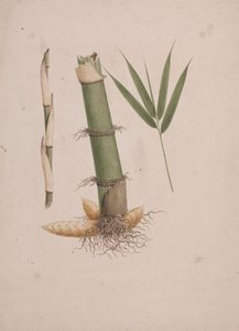 Arundinaria alpina K. Schum. (Afrikkalainen bambu): valmis piirros varren osista ja versoista lehtineen