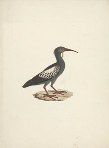 Bostrychia carunculata (Wattled Ibis) tekijältä James Bruce