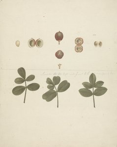 Commiphora gileadensis (L.) C. Chr. (Balm of Gilead, Opobalsam): valmis piirros hedelmistä, leikatuista hedelmistä ja lehdistä tekijältä James Bruce