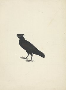 Corvs crassirostris (Paksunokkakorppi) tekijältä James Bruce