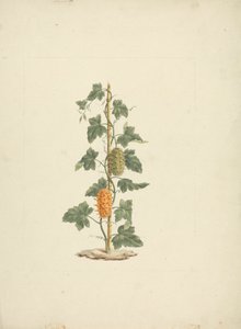 Cucumis metuliferus Naud (villikurkku): valmis piirros tekijältä James Bruce