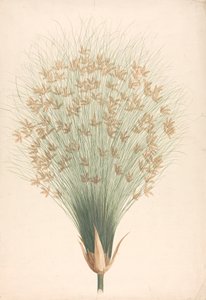 Cyperus papyrus L. (Papyrus Sedge): valmis piirros kukinnasta tekijältä James Bruce