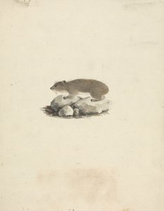 Heterohyrax brucei (keltapilkkukivihyrax) tekijältä James Bruce