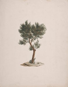 Juniperus procera Endl. (African Pencil Cedar): valmis piirros puiden tavasta tekijältä James Bruce