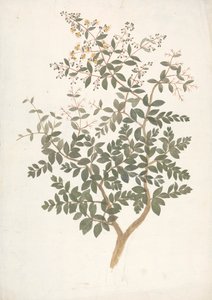 Lawsonia inermis L. (Henna): desenho finalizado de um broto frondoso em flor