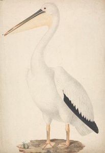 Pelecanus onocrotalus (suuri valkoinen pelikaani) tekijältä James Bruce