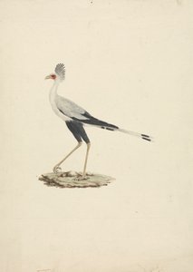 Sagittarius serpentarius (sihteerilintu) tekijältä James Bruce