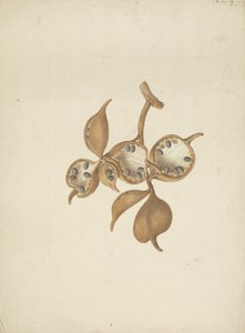 Sterculia africana (Lour.) Fiori: valmis piirros varresta ja siemenpaloista, joissakin avoimissa siemenissä tekijältä James Bruce