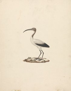 Threskiornis ethiopicus (Afrikkalainen pyhä ibis) tekijältä James Bruce