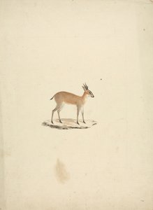 Tuntematon madogua (Dik-dik) tekijältä James Bruce