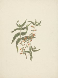 Woodfordia uniflora (A. Rich.) Koehne: valmis piirros kukkivasta versosta tekijältä James Bruce