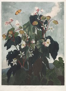 Floran temppeli eli luonnonpuutarha: Obique-lehtinen begonia