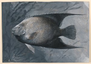 Enkeli Kala tekijältä James Carter Beard