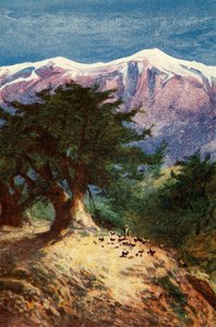 Cedars of Libanon - Matt. xii. 33, c1924. Tekijät: James Clark, Henry A Harper.