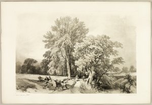 Abele ja tammi, puistosta ja metsästä tekijältä James Duffield Harding