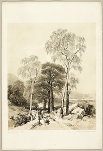 Koivu ja tammi, puistosta ja metsästä tekijältä James Duffield Harding
