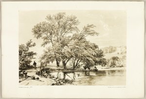 Common Willow, puistosta ja metsästä tekijältä James Duffield Harding
