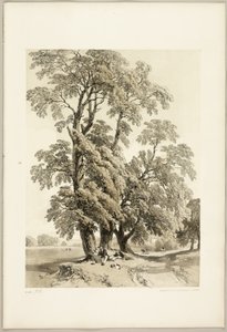 Elm, puistosta ja metsästä tekijältä James Duffield Harding