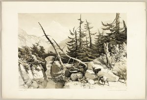 Lehtikuusi, puistosta ja metsästä tekijältä James Duffield Harding