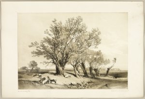 Pollard Willow, elokuvasta The Park and the Forest tekijältä James Duffield Harding