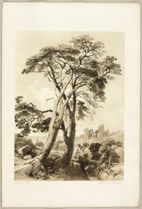 Scotch Fir, puistosta ja metsästä tekijältä James Duffield Harding