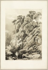 Wych Elm and Firs, puistosta ja metsästä tekijältä James Duffield Harding