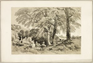 Wych Elm, puistosta ja metsästä tekijältä James Duffield Harding
