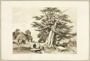 Yew, puistosta ja metsästä tekijältä James Duffield Harding