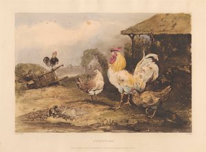 Maaseudun ritarillisuus; A-sarja kuudella Fighting Cocks -levyllä: 1. Huomio tekijältä James Fahey