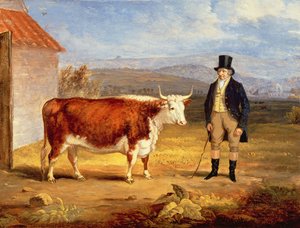 Herra James Hodges ja hänen kaksivuotias Hereford-hiehonsa, n. 1843 tekijältä James Flewitt Mullock