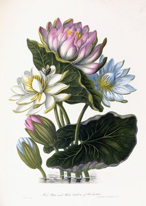 Punainen, sininen ja valkoinen lootus, Hindostan, 1781 tekijältä James Forbes