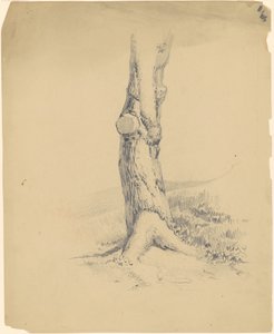 Vanha puunrunko