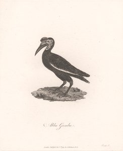 Abba Gumba tekijältä James Heath