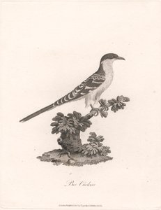 Mehiläiskäki